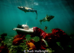 This was photographed off of Catalina island in the Pacif... by Rudi Halbright 